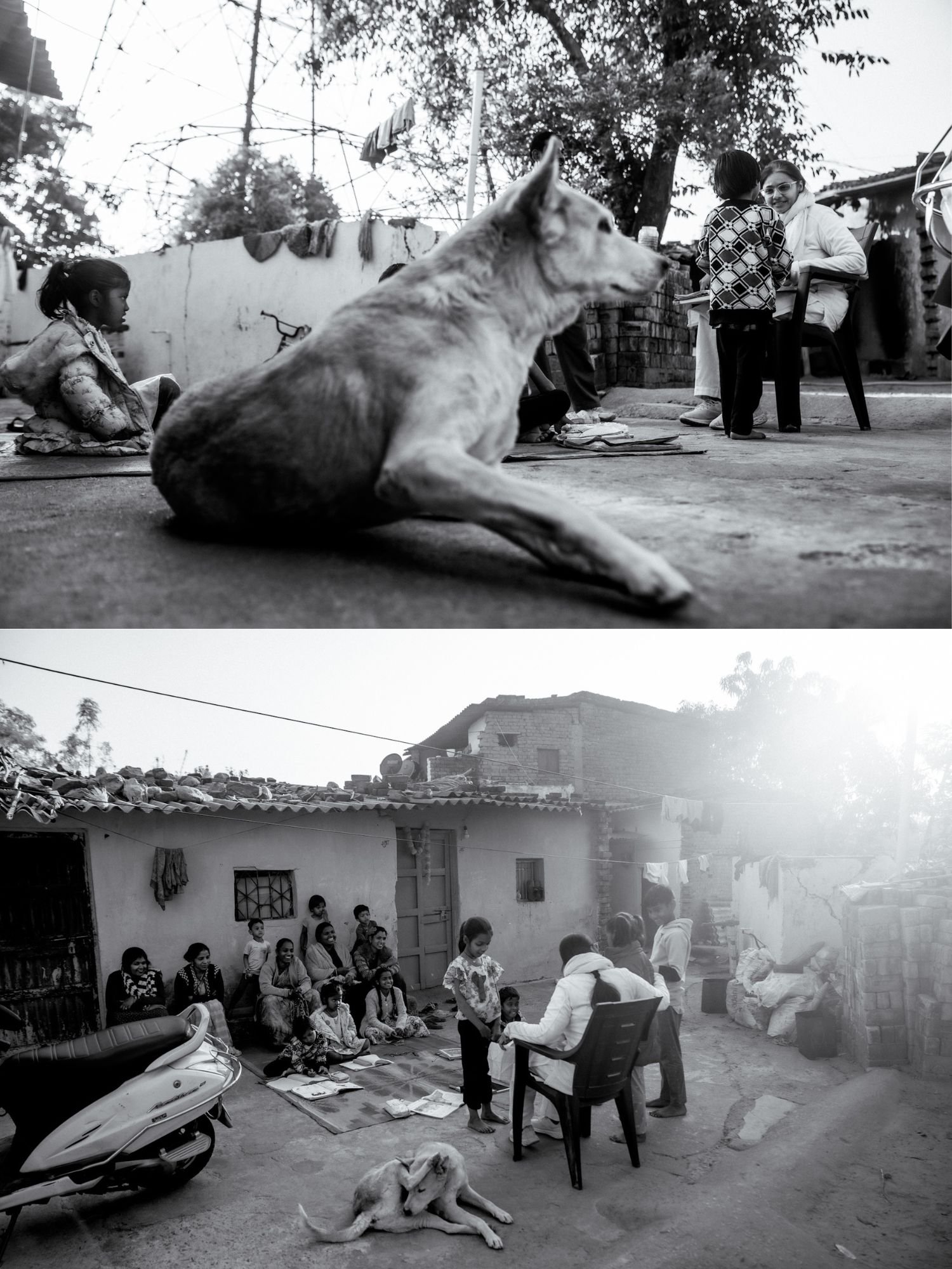 A street dog beside the outdoor class at golden hour